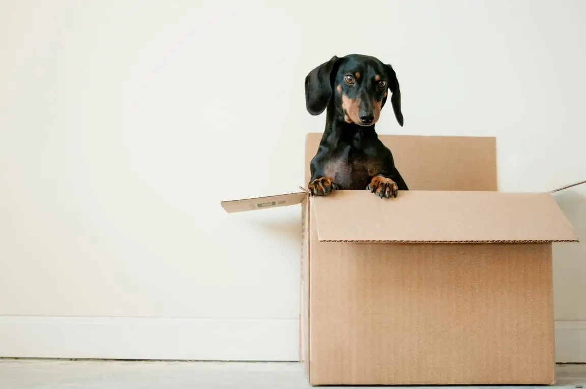 Moving with Pets or Kidswebp